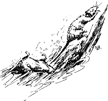 Хруп. Воспоминания крысы-натуралиста (с илл.) i_207.png