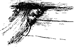 Хруп. Воспоминания крысы-натуралиста (с илл.) i_208.png