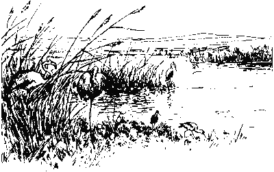 Хруп. Воспоминания крысы-натуралиста (с илл.) i_240.png