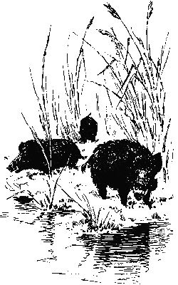 Хруп. Воспоминания крысы-натуралиста (с илл.) i_241.png