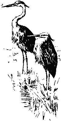 Хруп. Воспоминания крысы-натуралиста (с илл.) i_243.png