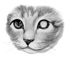 Ваша кошка pic_45.jpg