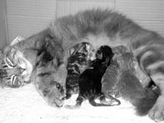 Ваша кошка pic_52.jpg