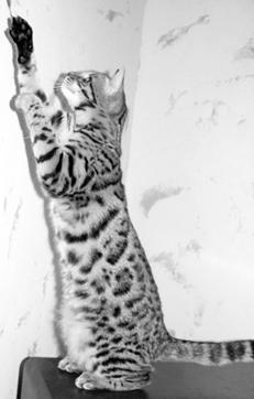 Ваша кошка pic_58.jpg