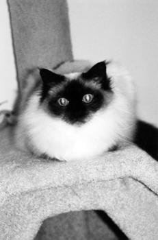 Ваша кошка pic_59.jpg
