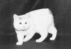 Ваша кошка pic_61.jpg