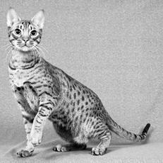 Ваша кошка pic_62.jpg