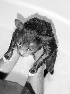 Ваша кошка pic_11.jpg