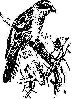 Там, где белеют палатки юннатов Tamgb052_.png