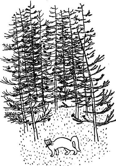 Кошка, гулявшая сама по себе i_001.png