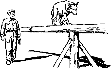 Дрессировка служебных собак i_027.png