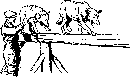 Дрессировка служебных собак i_028.png
