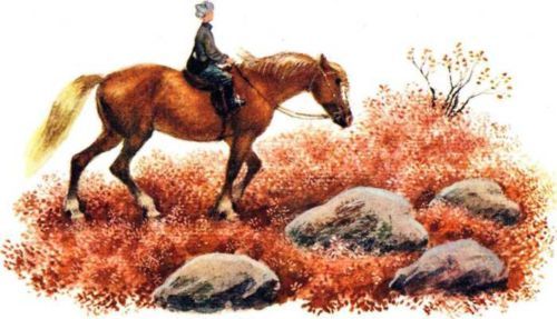 Никишкины тайны (с илл.) i_011.jpg