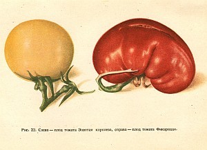 Вегетативная гибридизация растений i_024.jpg