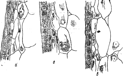 Вегетативная гибридизация растений i_131.png