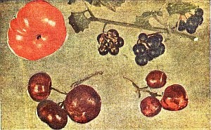 Вегетативная гибридизация растений i_176.jpg