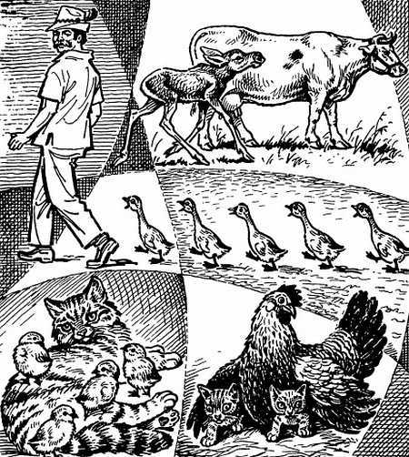 Звери начеку. Органы чувств и поведение животных _05.jpg