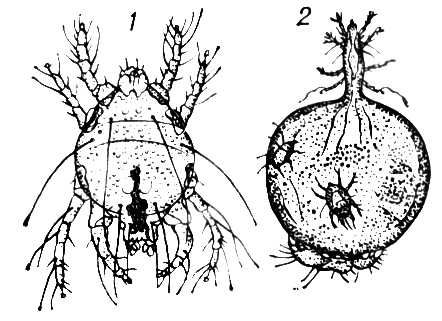 Большая Советская Энциклопедия (ПУ) i010-001-257612004.jpg