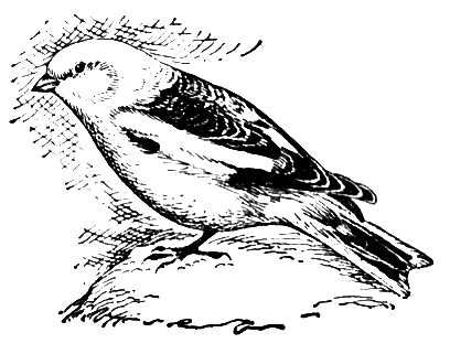 Большая Советская Энциклопедия (ПУ) i010-001-246935428.jpg