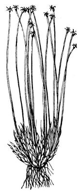 Большая Советская Энциклопедия (ПУ) i009-001-219663204.jpg
