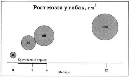 Собаки. Новый взгляд на происхождение, поведение и эволюцию собак i_019.jpg
