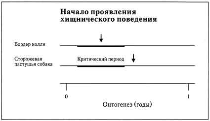 Собаки. Новый взгляд на происхождение, поведение и эволюцию собак i_020.jpg