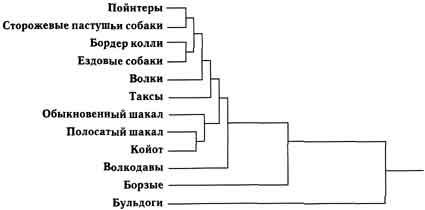 Собаки. Новый взгляд на происхождение, поведение и эволюцию собак i_042.jpg