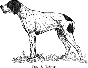 Наши четвероногие друзья i_019.png