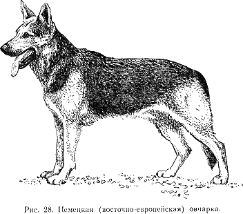 Наши четвероногие друзья i_029.png