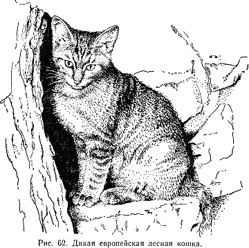 Наши четвероногие друзья i_066.png