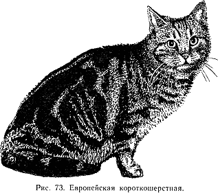 Наши четвероногие друзья i_077.png
