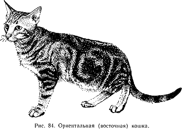 Наши четвероногие друзья i_087.png