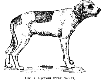 Наши четвероногие друзья i_008.png