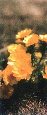 Растения – твои друзья и недруги g2.jpg