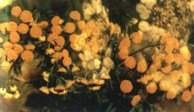 Растения – твои друзья и недруги g69.jpg