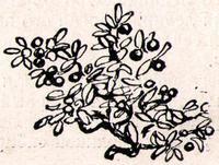 Загадки Байкала (с илл.) i_035.jpg