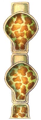 Большая Советская Энциклопедия (ВО) i009-001-217141245.jpg