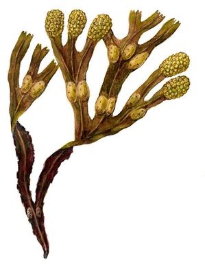 Большая Советская Энциклопедия (ВО) i010-001-283533149.jpg