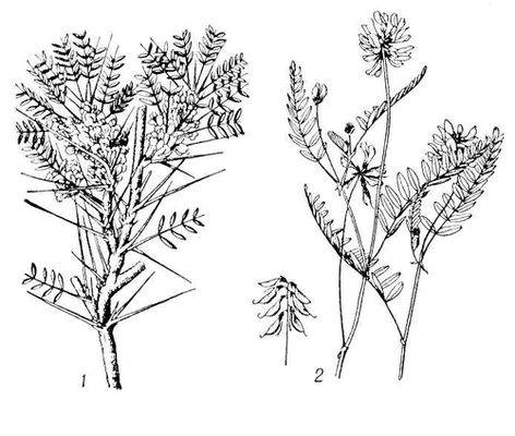 Большая Советская Энциклопедия (АС) i009-001-239009488.jpg