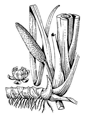 Большая Советская Энциклопедия (АИ) i010-001-251600512.jpg
