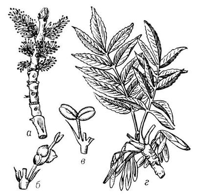 Большая Советская Энциклопедия (ЯС) i009-001-203303054.jpg
