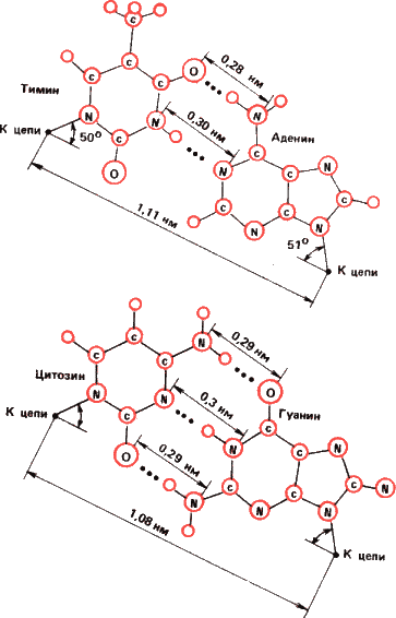 Аксиомы биологии i_20.png