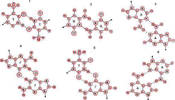 Аксиомы биологии i_21.png