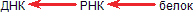 Аксиомы биологии p_13.png