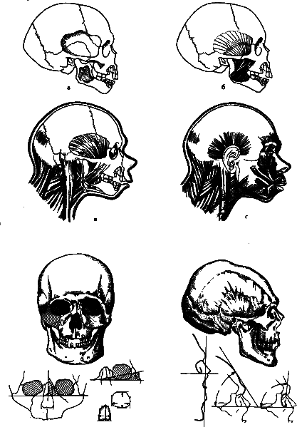 Аксиомы биологии i_38.png