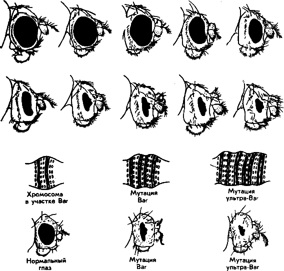 Аксиомы биологии i_45.png