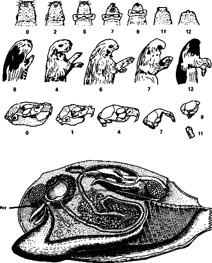Аксиомы биологии i_48.png