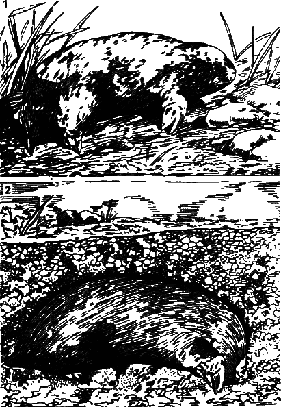 Аксиомы биологии i_59.png