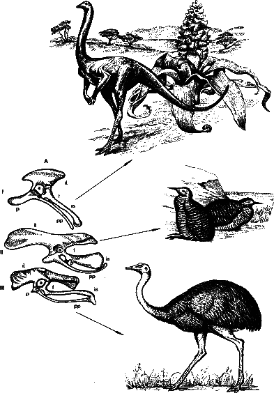 Аксиомы биологии i_60.png