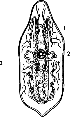 Аксиомы биологии i_04.png